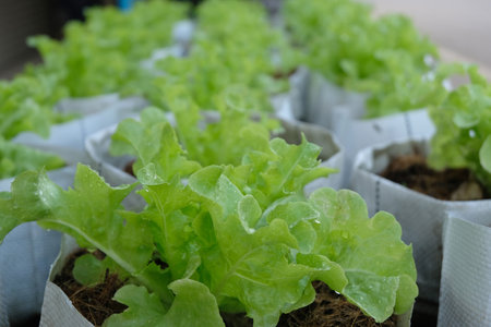Fresh organic green oak lettuce growing on a natural farm.の写真素材