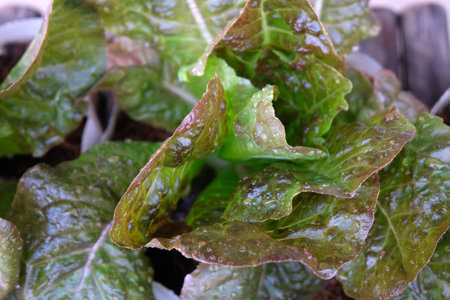 Fresh organic red cos lettuce growing on a natural farm.の写真素材