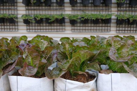 Fresh organic red cos lettuce growing on a natural farm.の写真素材