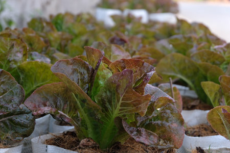 Fresh organic red cos lettuce growing on a natural farm.の写真素材