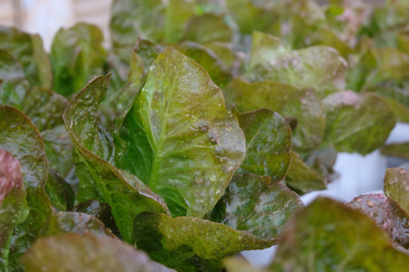 Fresh organic red cos lettuce growing on a natural farm.の写真素材