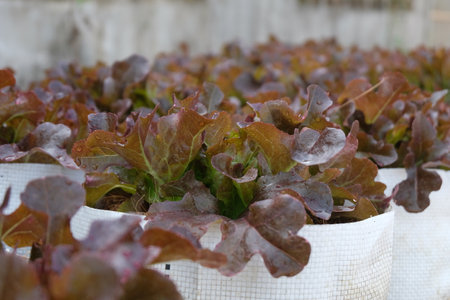 Fresh organic red oak lettuce growing on a natural farm.の写真素材