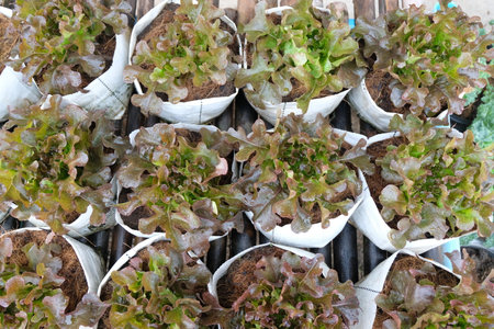 Fresh organic red oak lettuce growing on a natural farm.の写真素材