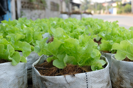Fresh organic green oak lettuce growing on a natural farm.の写真素材