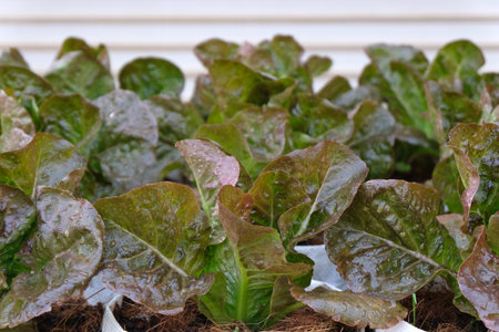 Fresh organic red cos lettuce growing on a natural farm.の写真素材