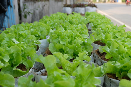 Fresh organic green oak lettuce growing on a natural farm.の写真素材