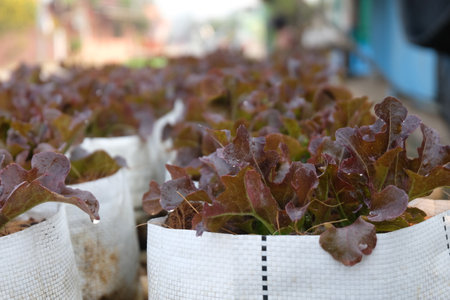 Fresh organic red oak lettuce growing on a natural farm.の写真素材