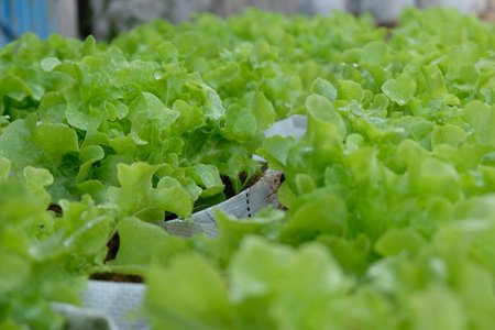 Fresh organic green oak lettuce growing on a natural farm.の写真素材