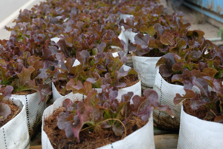 Fresh organic red oak lettuce growing on a natural farm.の写真素材