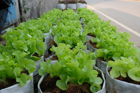 Fresh organic green oak lettuce growing on a natural farm.の写真素材