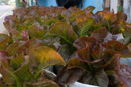 Fresh organic red cos lettuce growing on a natural farm.の写真素材