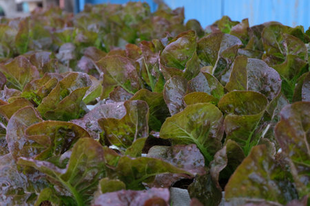 Fresh organic red cos lettuce growing on a natural farm.の写真素材