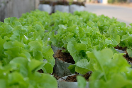 Fresh organic green oak lettuce growing on a natural farm.の写真素材