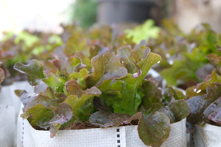 Fresh organic red oak lettuce growing on a natural farm.の写真素材