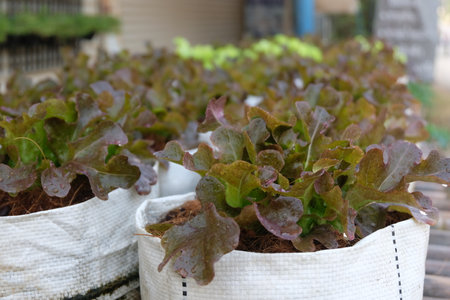 Fresh organic red oak lettuce growing on a natural farm.の写真素材