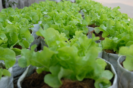 Fresh organic green oak lettuce growing on a natural farm.の写真素材