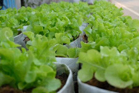 Fresh organic green oak lettuce growing on a natural farm.の写真素材