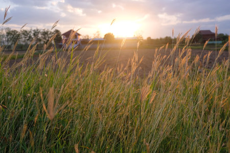 grass flower with sunset evening light backgroundの写真素材