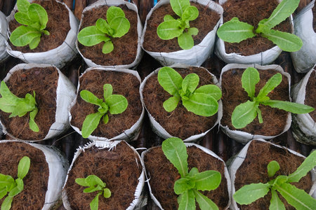 Fresh organic green cos lettuce growing on a natural farm.の写真素材