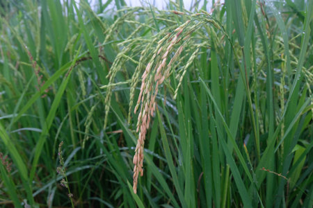 close up of paddy riceの写真素材