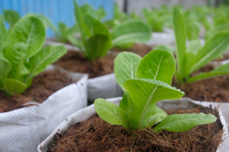 Fresh organic green cos lettuce growing on a natural farm.の写真素材