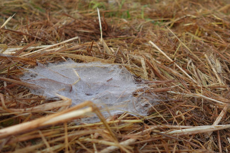 Close-up of a spider web in dry grass, selective focusの写真素材