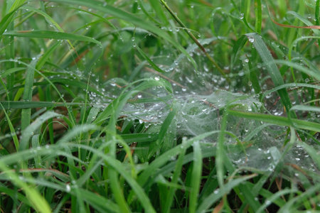 Spider web in the green grass with dew drops after rain.の写真素材