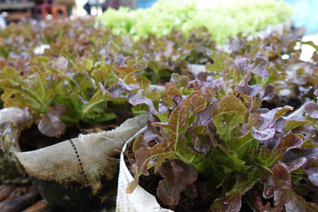 Fresh organic red oak lettuce growing on a natural farm.の写真素材