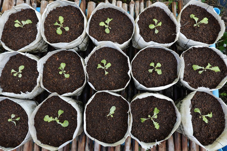 Fresh organic green oak lettuce growing on a natural farm.の写真素材
