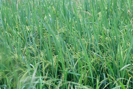 close up of paddy riceの写真素材