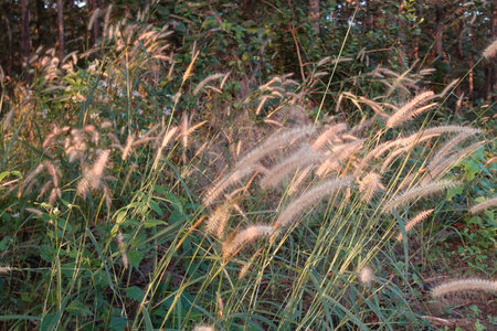 grass flower with sunset evening light backgroundの写真素材