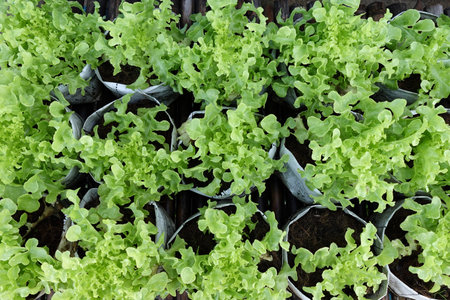 Fresh organic green oak lettuce growing on a natural farm.の写真素材