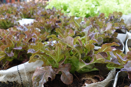 Fresh organic red oak lettuce growing on a natural farm.