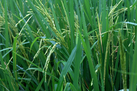 close up of paddy riceの写真素材