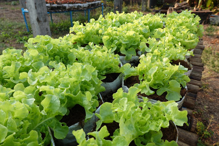 Fresh organic green oak lettuce growing on a natural farm.の写真素材