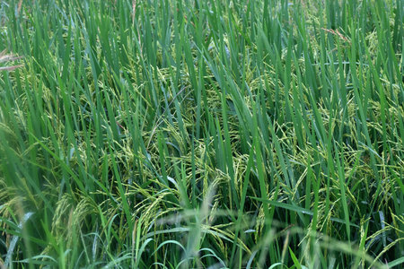 close up of paddy riceの写真素材
