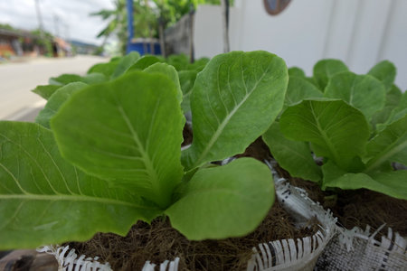 Fresh organic green cos lettuce growing on a natural farm.の写真素材