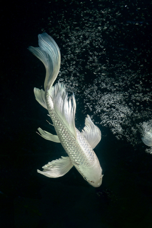 platinum carp fish in aquarium cabinet black backgroundの写真素材