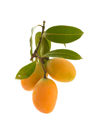 mayongchit or big Marian plum , thai fruits in white background