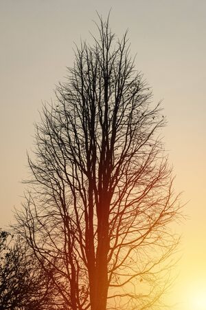 dead tree in orange of sunset down the mountainの写真素材