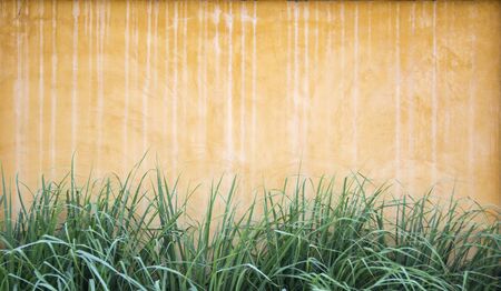 Background of Wall and Grassの写真素材
