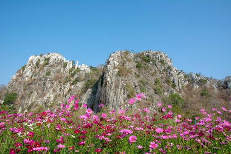Pink vivid color blossom of Cosmos flower in a field with rock mountains background and blue sky.  Cosmos Flower fields in Saraburi province ,Thailand. Beautiful flower backgroundの写真素材
