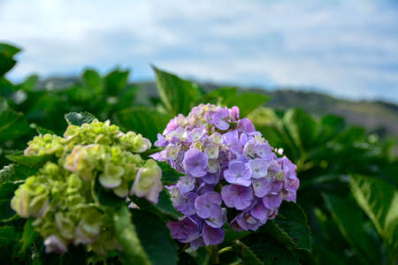 Beautiful hydrangea or hortensia flower close up.  Artistic natural background. Flower in bloom in...