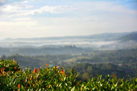 Landscape mountain view with the fog and plant focused in front at Phu Kaew, Khao Kao, Phetchabun,...