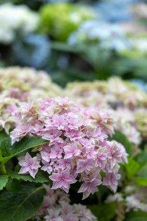 Field of Colorful Beautiful Bouquet  of Hydrangea Flower in Garden for Postcard Decoration with...