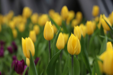 Field of Colorful Beautiful Bouquet  of Tulip Flower in Garden for Postcard Decoration and Agriculture Concept Design with Selective Focusの写真素材