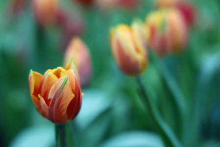 Field of Colorful Beautiful Bouquet  of Tulip Flower in Garden for Postcard Decoration and Agriculture Concept Design with Selective Focusの写真素材