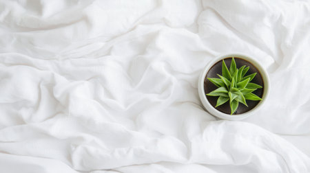 A vibrant green succulent plant placed in a round white pot on soft white fabric. This arrangement evokes tranquility, perfect for enhancing home decor with a touch of nature.の素材