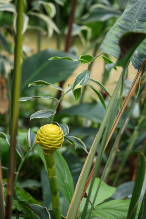 This striking image captures a unique yellow spiral flower rising amidst lush green foliage, showcasing nature's beauty in a tropical garden.の素材