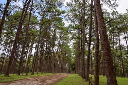 Discover a serene forest pathway lined with towering pine trees, inviting exploration and tranquility. The bright sky complements the lush greenery, creating a perfect natural escape.の素材